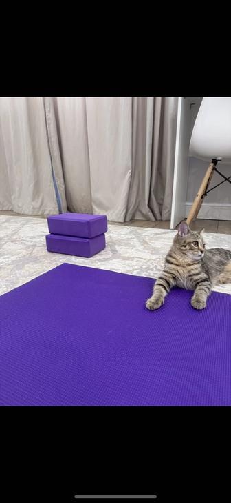 Отдам в хорошие руки котенка