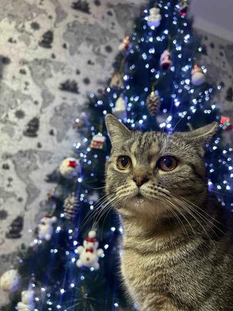 Пропал котик