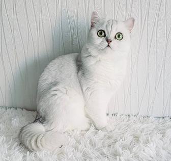 Британская снежинка