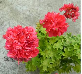 Звёздчатая пеларгония (стеллары)