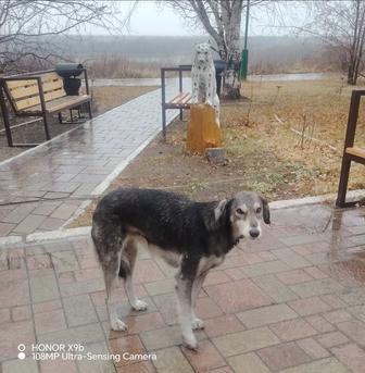 Хорошая собака.