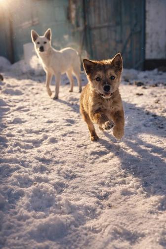 Отдам щенка в добрые руки