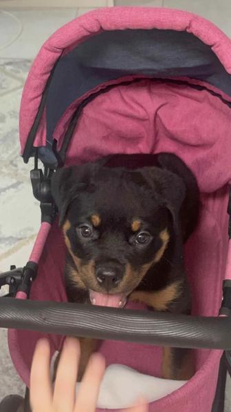 Девочка ротвейлер 2 месяца