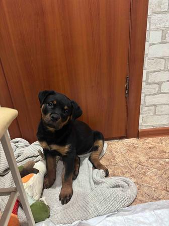 Девочка ротвейлер 2 месяца
