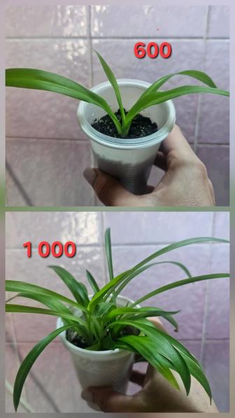 Комнатное растение недорого