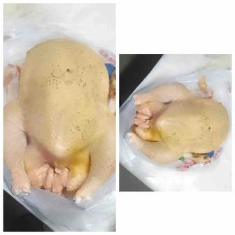 Куры домашние