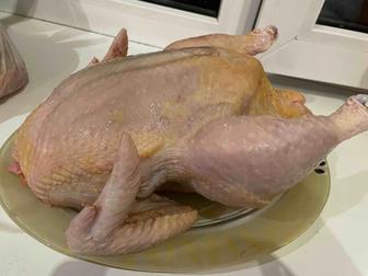 Куры домашние