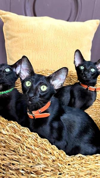 Экзотика ! Восточные котята- орики