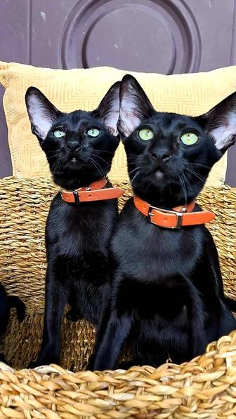Экзотика ! Восточные котята- орики