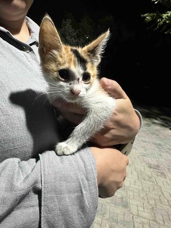В добрые руки котят