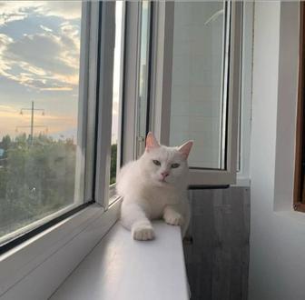 Отдам кота хорошим людям
