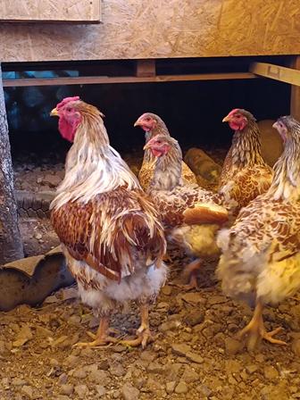 Продам молодое , племенное поголовье Виандот белое золото.