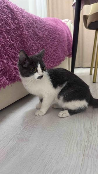 Котенок(мальчик)