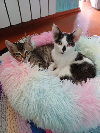 Кошечка