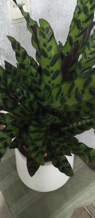 Калатея лансифолия-гремучая змея