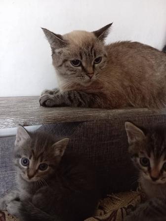 Отдам котят даром