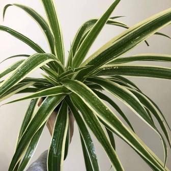 Продам хлорофитум лаксум