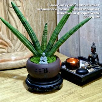 Кактусы, суккуленты, эхеверия, сансевиерии, бонсай фикус микрокарпа