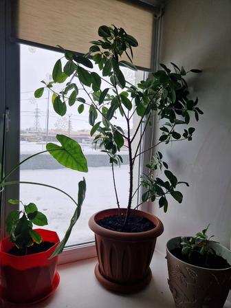 Продам фикус