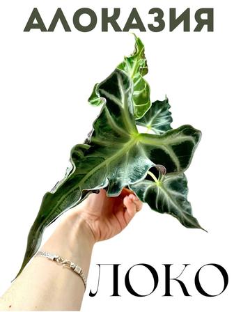 Алоказия Локо клубень