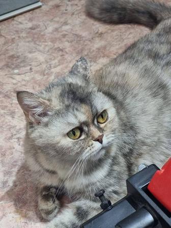 Отдаю кошку