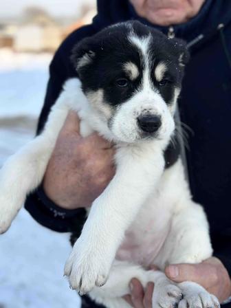 Алабай-Среднеазиатская овчарка в продаже щенки