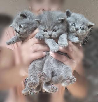 Голубые британские котята