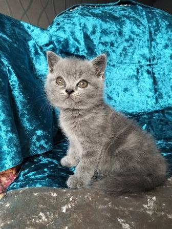 Голубые британские котята