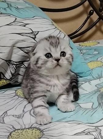 Скоттиш fold. Мальчик