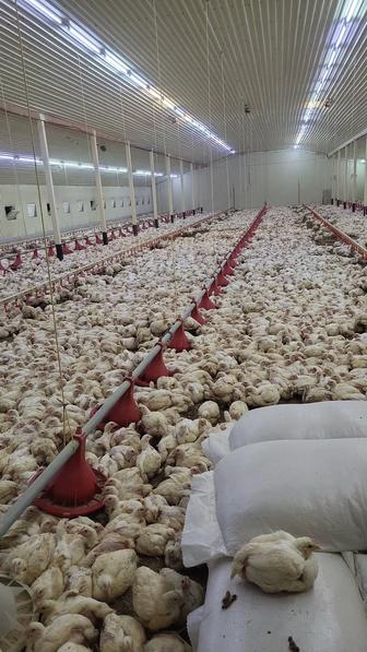 Продаются подрощеные бройлерные цыплята