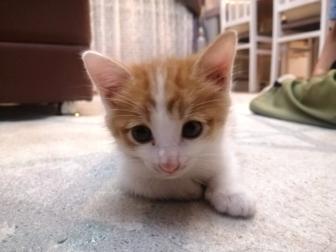 Котенок ласковый бесплатно