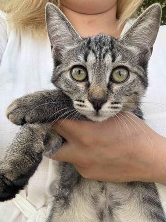 Котенок 2.5 месяца. Девочка