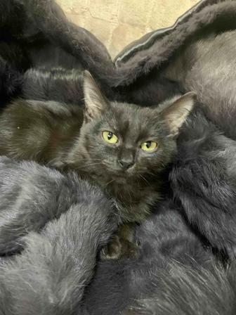 Котята в добрые руки ,для лучших людей.