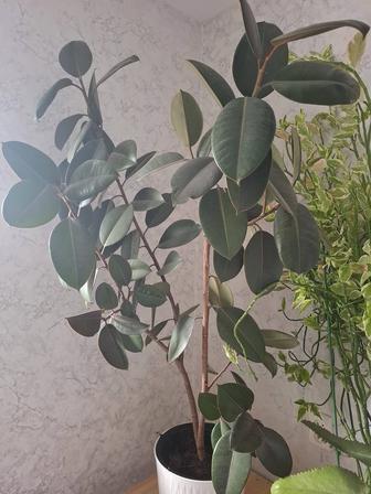 Растения фикус