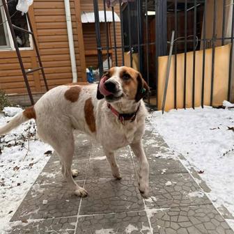 Молодая собачка