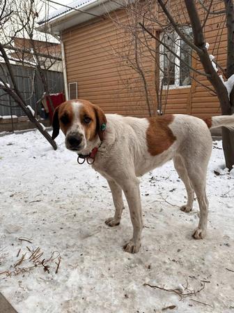 Молодая собачка 1,5 года