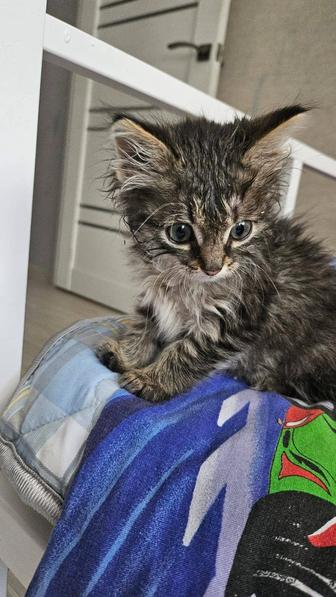 Котенок в добрые руки