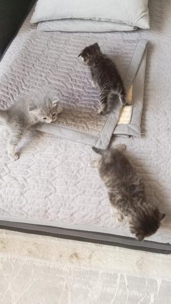 Отдам котят (Вислоухие)