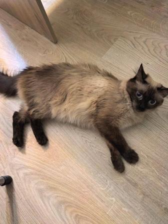 Отдам кошечку сиамскую породистую в хорошие руки