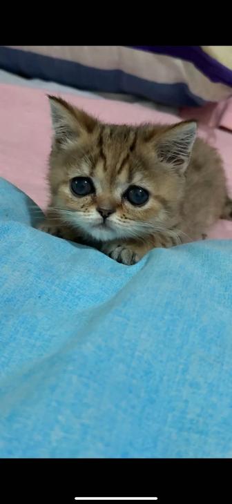 Продам котенка