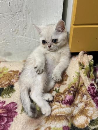 Продам котенка шиншилла серебристая, короткошерстная, мальчик