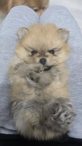 Продам щенков шпица