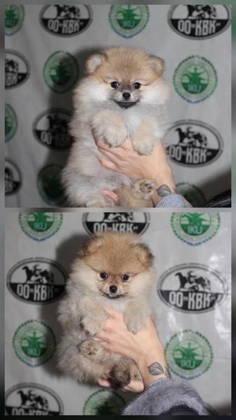 Продам щенков шпица