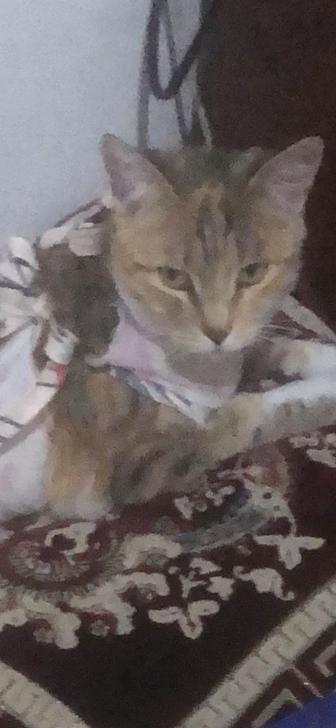 Пропала кошка