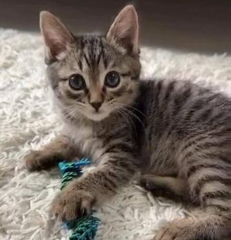 Котенок даром