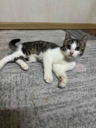 Кошечка в добрые руки