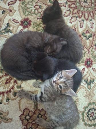 Отдам котят в хорошие руки