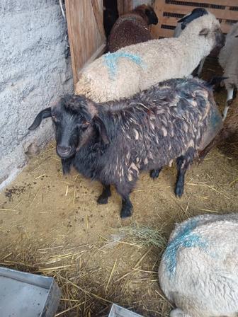 Продам козлят