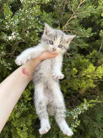 Котята