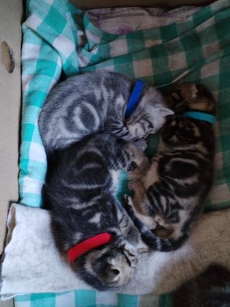Шотландские котята